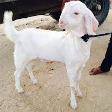 20 se 30 kg🔸350 kg sojat bakra mandi rajasthan 2. Male Kid Sojat Goat Rs 450 Unit Nirmal Goat Farm Id 13957832388