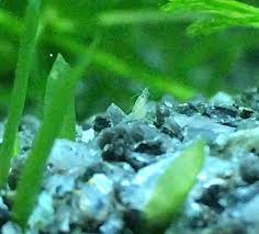 Check spelling or type a new query. Neocaridina Davidi Wikiwand