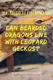 Can Bearded Dragons Live With Leopard Geckos Why It S Impossible Leopard Gecko Bearded Dragon Bearded Dragon Tank