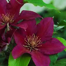 Image result for Clematis pulchra