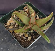 Image result for Aloe canis