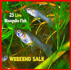 25 Live Mosquito Gambusia Small Minnow Pond Aquarium Feeder Guppy Pet Fish Mosquito Fish Fish Pet Fish