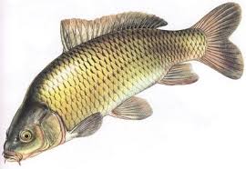 Ikan palmas merupakan ikan hias air tawar yang habitat aslinya dari negara afrika barat. Ikan Air Tawar Budidaya Ikan Ikan Hias Resep Ikan Gambar Dan Video