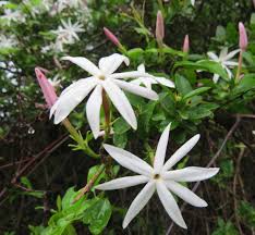 Image result for Jasminum stenolobum