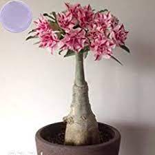 Desert Rose Care How To Grow Adenium Obesum Plants Desert Rose Plant Desert Rose Care Planting Roses