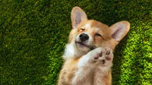 Love the cardigan welsh corgi? Tour De Corgi Event In Fort Collins On Saturday 9news Com