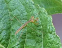 オオカマキリ 大蟷螂 とハラビロカマキリ 腹広蟷螂 の幼虫 生き延びる 温泉ドラえもんのブログ