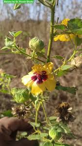 Image result for Abutilon hirtum