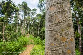 Image result for Antiaris