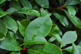 Damla sakız ağacı fidanı pistacia lentiscus var. Agac Ve Peyzaj As On Twitter Alev Agaci Photinia Fraseri Red Robin Her Dem Yesil Agac Ve Calilardir Nisan Mayis Aylarinda Acan Beyaz Cicekleri Bahcenize Dort Mevsim Dikebilirsiniz Bol Isik