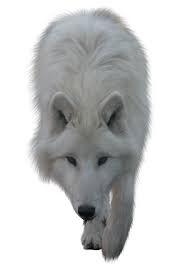 Anime black white wolf roleplay in 2019 anime wolf. White Wolf By Itsdura On Deviantart