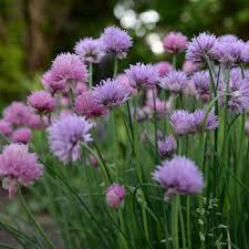 It is used as a. 12 Culinary Herbs For The Flower Garden Modern Frontierswoman