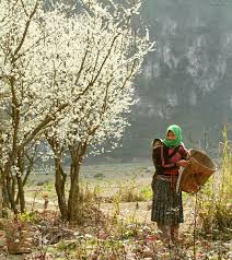 Kết quả hình ảnh cho rừng mơ