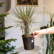 Image result for Pachypodium