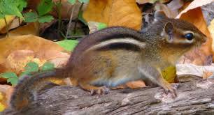 Check spelling or type a new query. How To Deal With Chipmunks In Your Garden Buffalo Niagaragardening Com