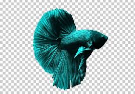 The betta or siamese fighting fish betta splendens is a very beautiful and vies with the highly favored guppy poecilia reticulata and the familiar goldfish carassius auratus for the title of best known fish. Siamese Fighting Fish Goldfish Aquarium Ornamental Fish Png Clipart Animals Aquarium Betta Bubble Nest Fin Free