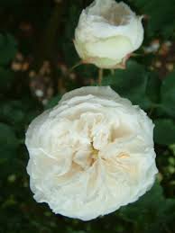 The outer petals are very large and nicely rounded. Boule De Neige Tasman Bay Roses Buy Roses Online In New Zealand
