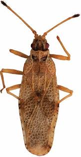 Image result for Hermannia micropetala