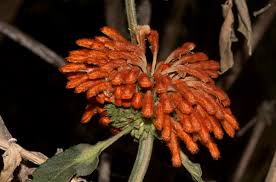 Image result for Leonotis decadonta