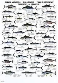 Tuna Mackerel Poster Justfishing Fish Chart Mackerel Tuna Fishing