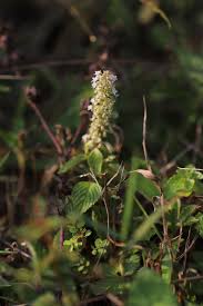 Image result for Platostoma