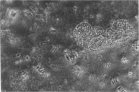 Image result for Hyparrhenia anemopaegma