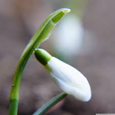 Image result for ghiocel