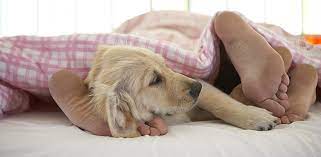 Why Do Dogs Lay Sit Sleep On Your Feet Daily Dog Stuff