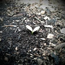 Carrot or Burdock...