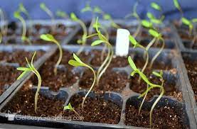 How To Start Seeds Indoors For Beginners Easy Growing Tips Advice Growing Seedlings Plant Seedlings Growing Seeds