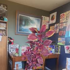 Image result for Coleus cylindraceus