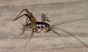 Camels are made to be able to survive in one of the harshest environments in the world. Meet The Camel Cricket The Infinite Spider
