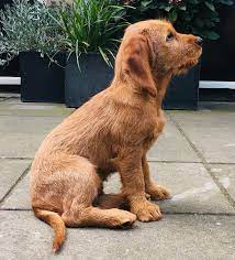 Check spelling or type a new query. Basset Fauve De Bretagne Du Debut De La Chasse Fotos Facebook