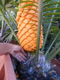 Image result for Encephalartos villosus