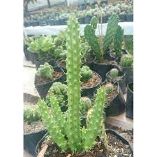 Namun, kamu sudah tahu, apa saja jenis kaktus yang tepat untuk disimpan di ruangan? Kaktus Mini Kaktus Unik Kaktus Murah Tanaman Kaktus Murah Shopee Indonesia