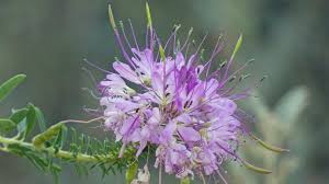 Image result for Cleomaceae