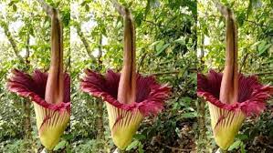 Selain bunga padma raksasa, ada lagi bunga lain yang disebut bunga bangkai yakni bunga dengan nama latin amorphophallus titanum. 17 Tumbuhan Langka Di Indonesia Dan Ciri Cirinya