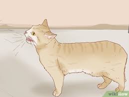 Seekor kucing yang mati karena suatu penyakit biasanya merasakan sakit parah di tubuhnya. Cara Mengetahui Kucing Yang Sedang Mengandung 12 Langkah