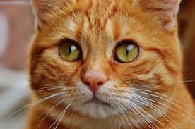 What S The Symbolic Meaning Of A Cat In Dreams Quora