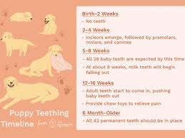 When do puppies start eating solid food? Puppy Development From 1 To 8 Weeks