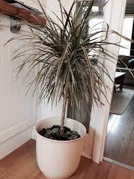 Maybe you would like to learn more about one of these? Madagascar Dragon Tree Dracaena Marginata