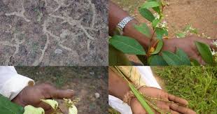 Image result for Sopubia conferta