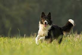 Il est certes le chien le plus répandu dans le monde. Races De Chiens De Berger Le Top 10 Toutoupourlechien Com