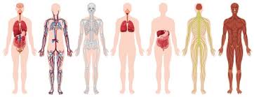 There are many types of organs with completely different purposes. Human Skeleton Images Free Vectors Stock Photos Psd