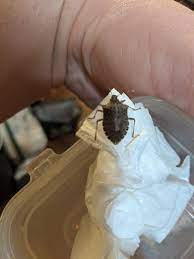 You're no longer limited to matching your kitchen sink with stainless steel appliances. Stinkbug Mn It S Like 10 Degrees Outside Found By The Kitchen Sink Whatsthisbug