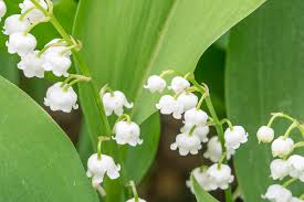 Lily of the Valley (Convallaria majalis)