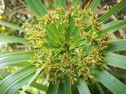 Image result for Cyperus amauropus