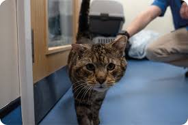 7 Top Tips for Senior Cat Care - We are Kin Vet Community