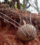 Image result for Adenia karibaensis