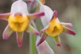 Image result for Tulbaghia acutiloba